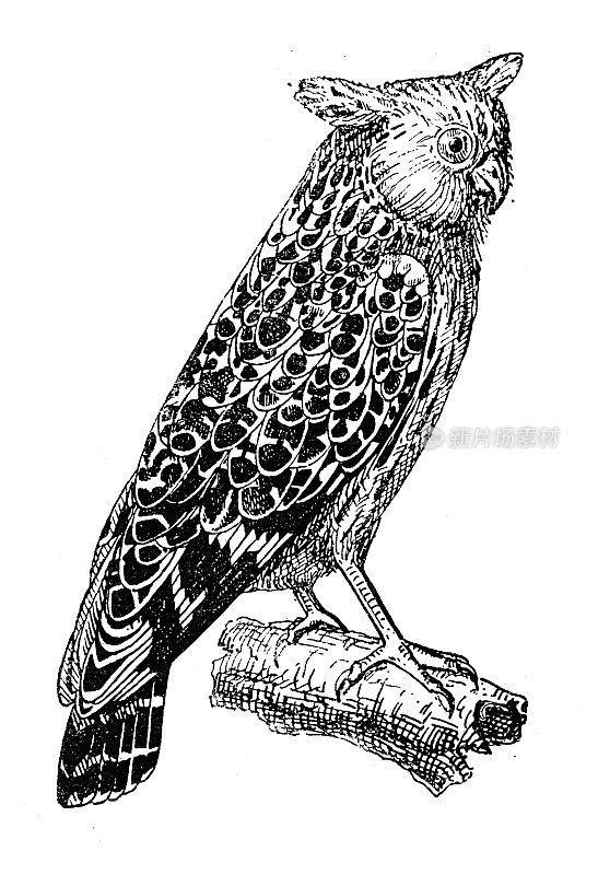 古色古香插图:巴菲猫头鹰(Ketupa ketupu)，又名马来猫头鹰